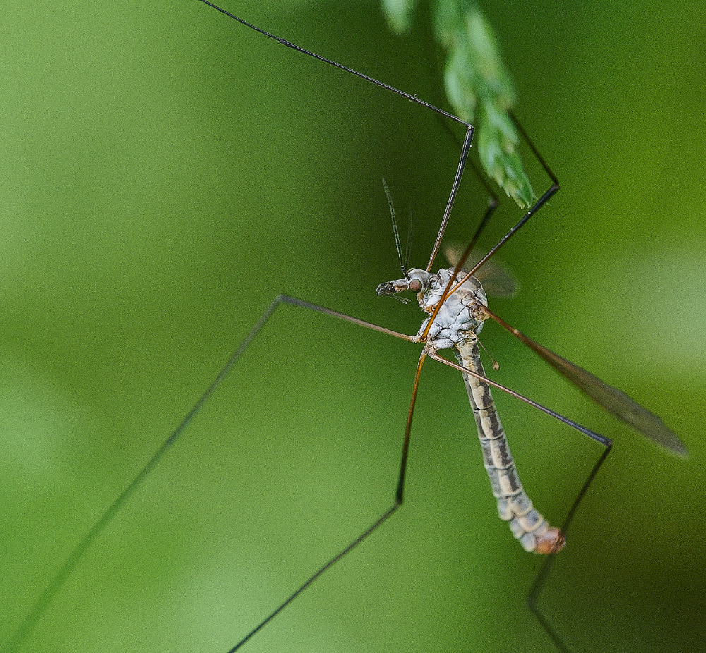 SmallburghFenCranefly2060621-1