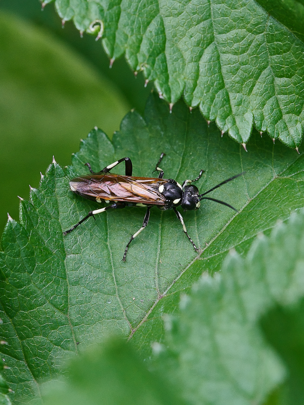 SmallburghFenFlyWasp060621-1