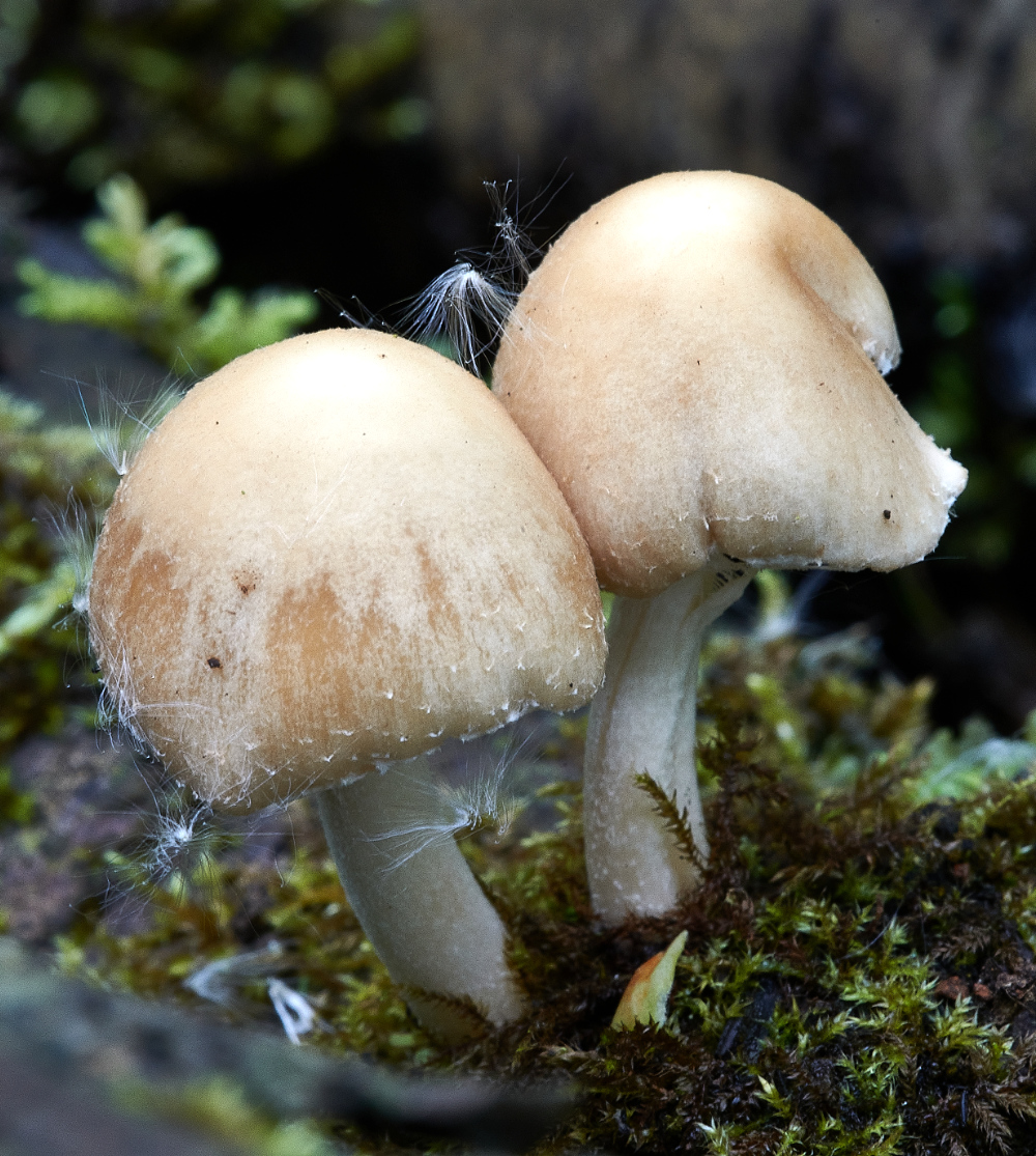 SmallburghFenFungi2060621-1