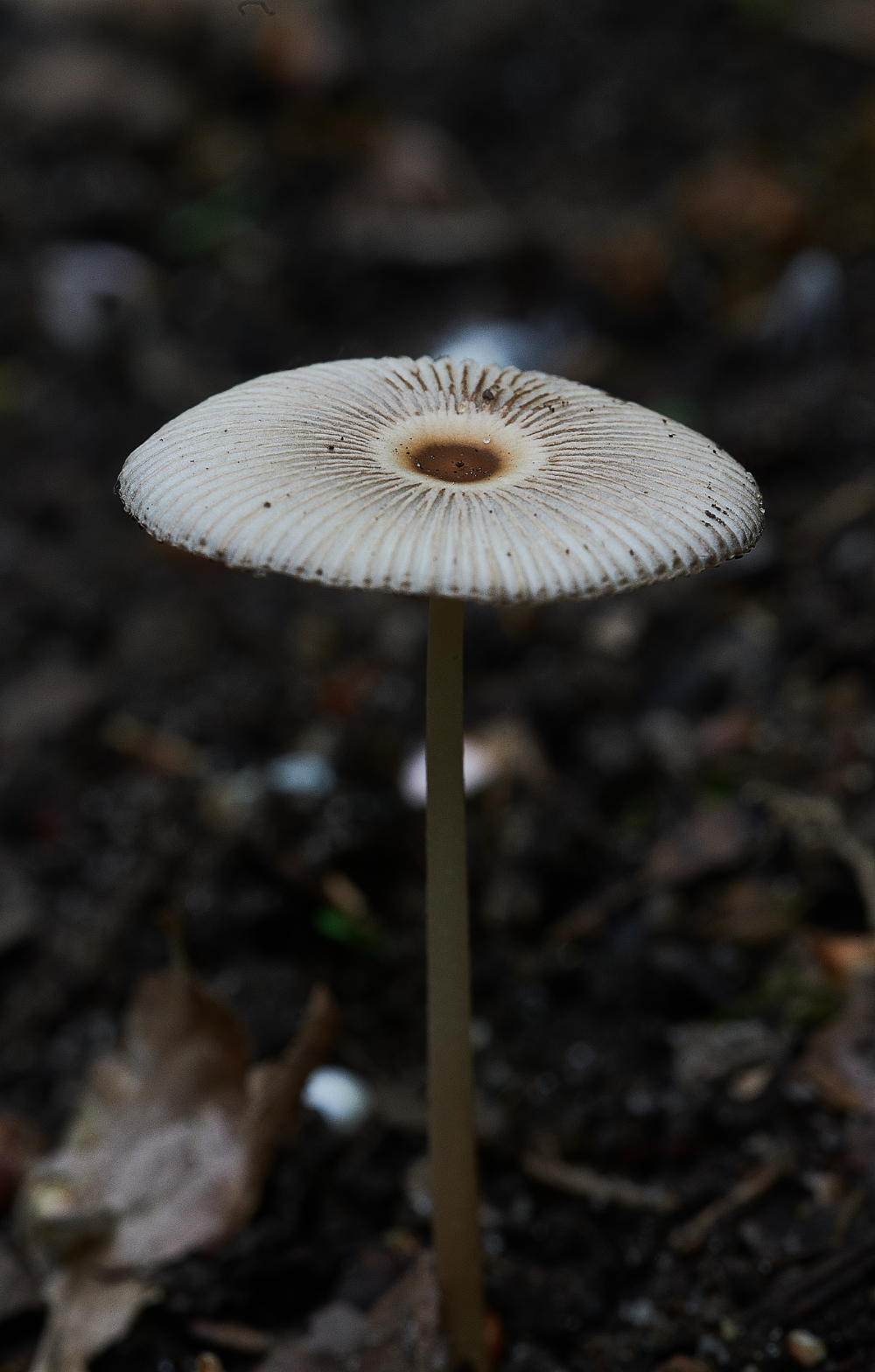 SmallburghFenFungus060621-1