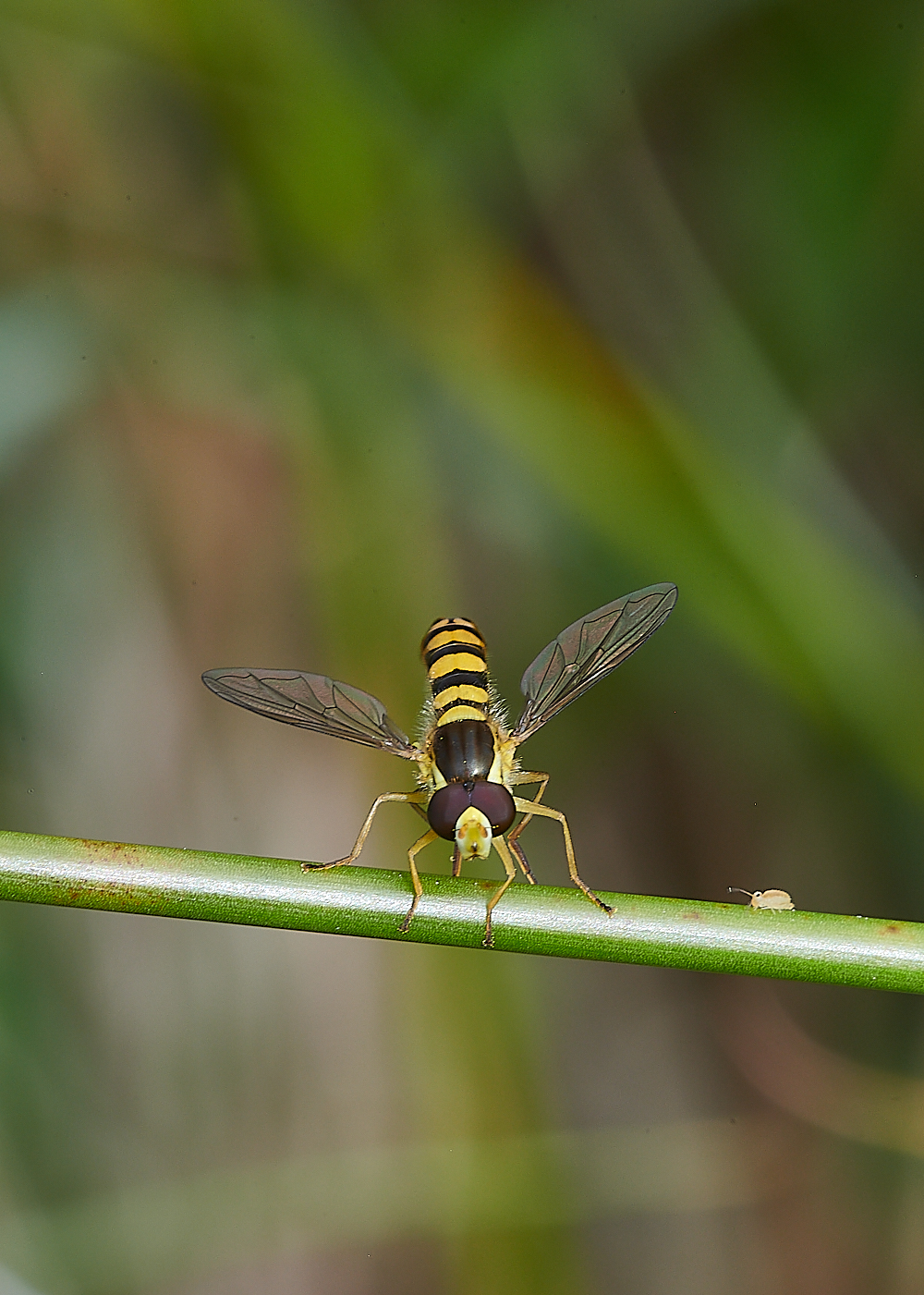 SmallburghFenInterrupta&#38;friend060621-1