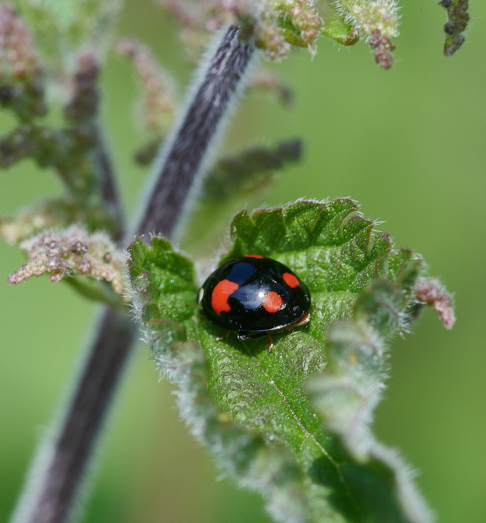 SmallburghFenLadybird060621-1