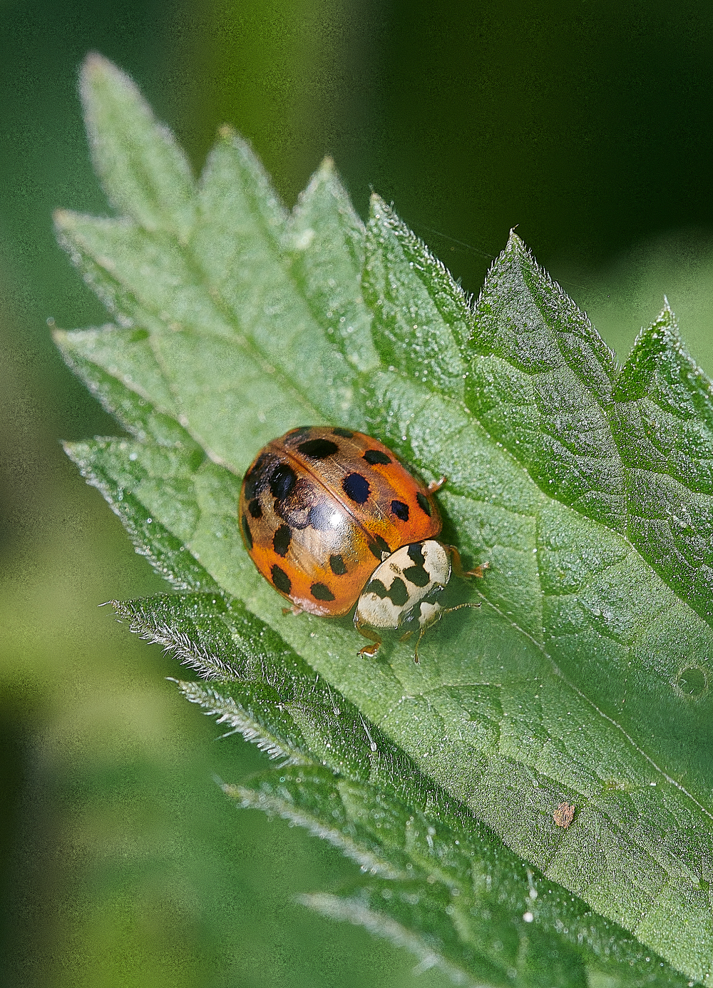 SmallburghFenLadybird2060621-1