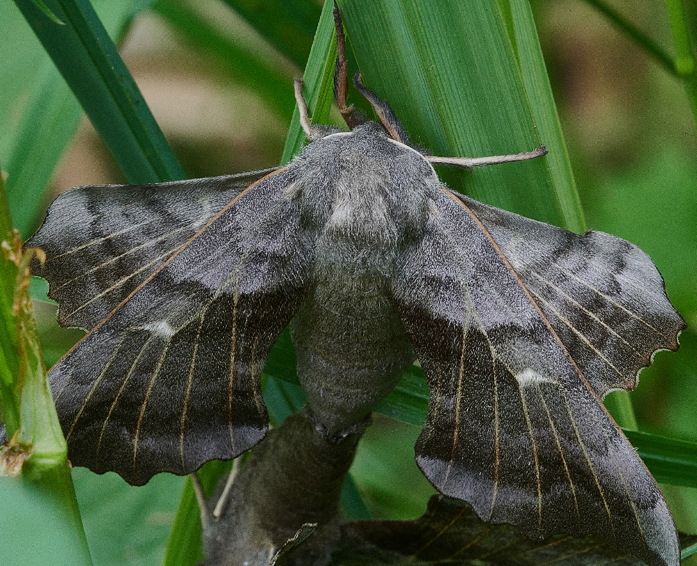 SmallburghFenPoplarHawkMoth060621-1