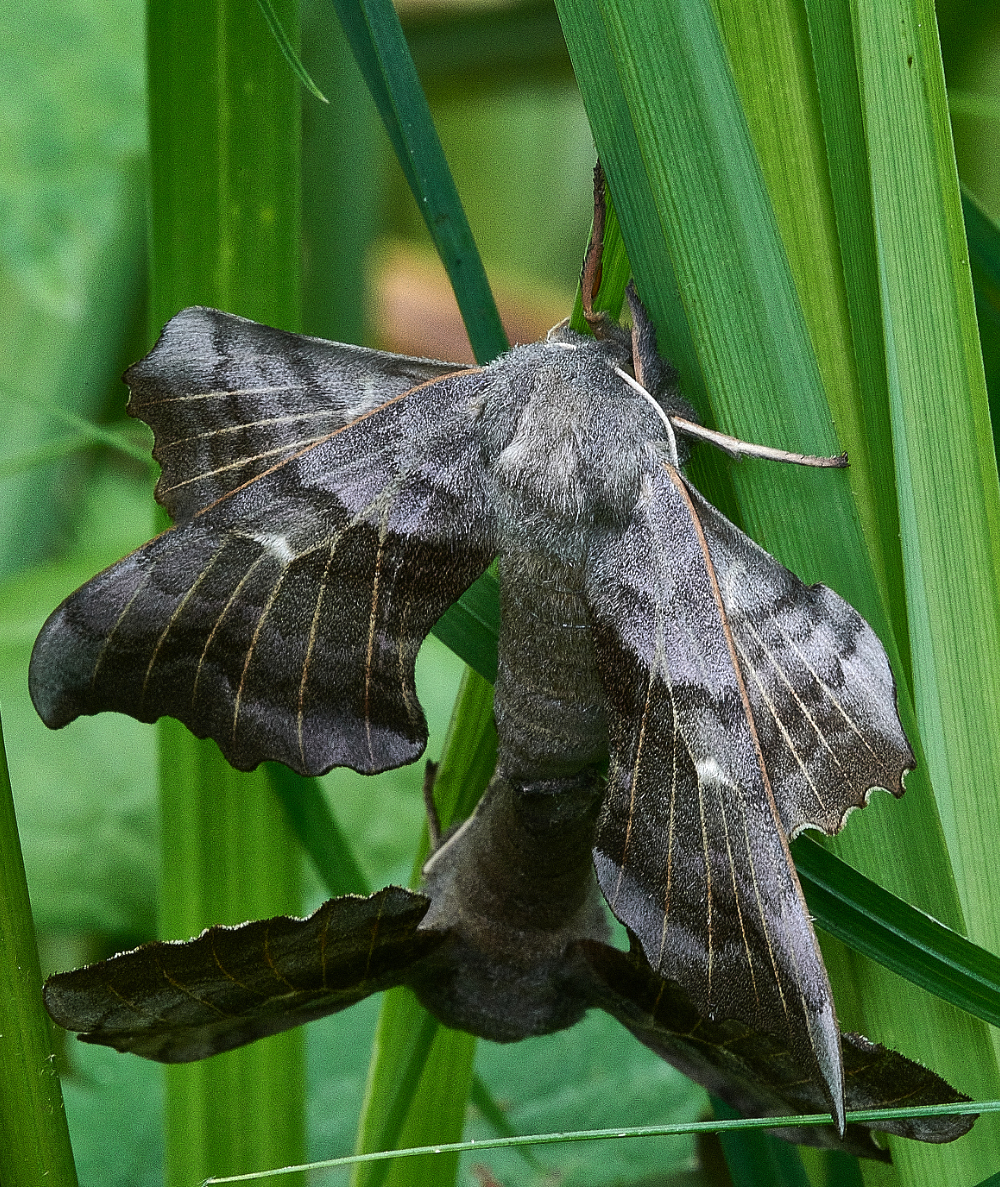 SmallburghFenPoplarHawkMothMoth060621-2