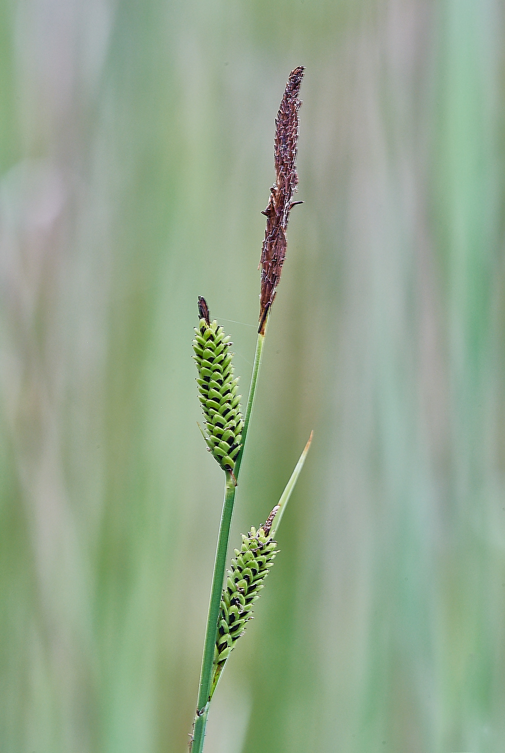 SmallburghFenSedge060621-1 3