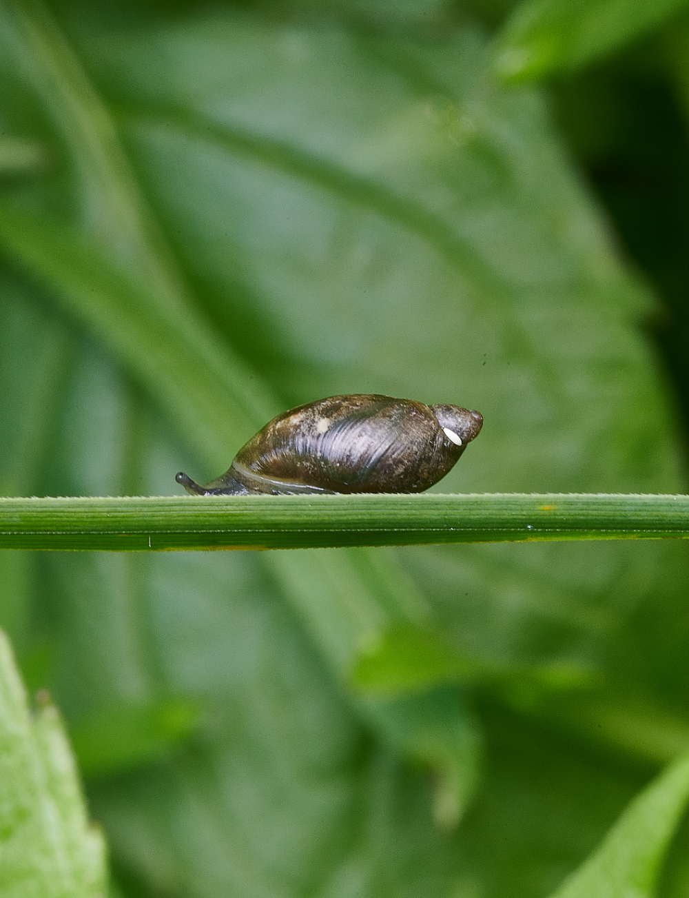 SmallburghFenSnail060621-1