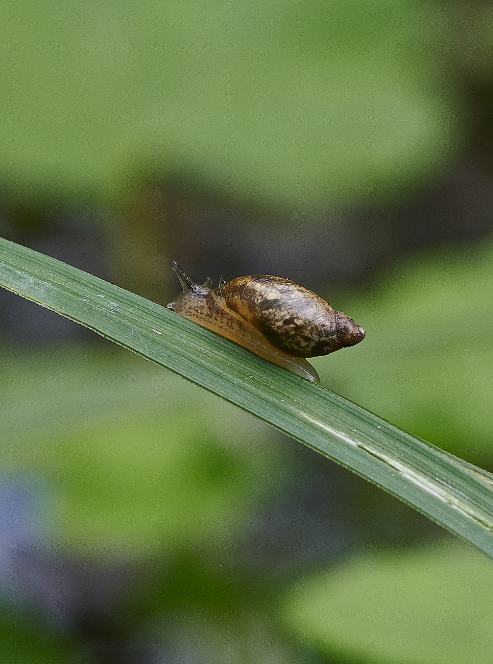 SmallburghFenSnail2060621-1