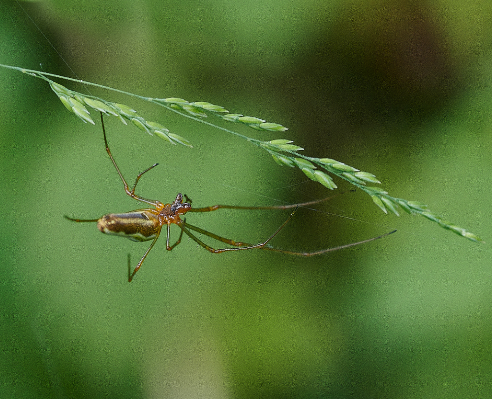 SmallburghFenSpider060621-1