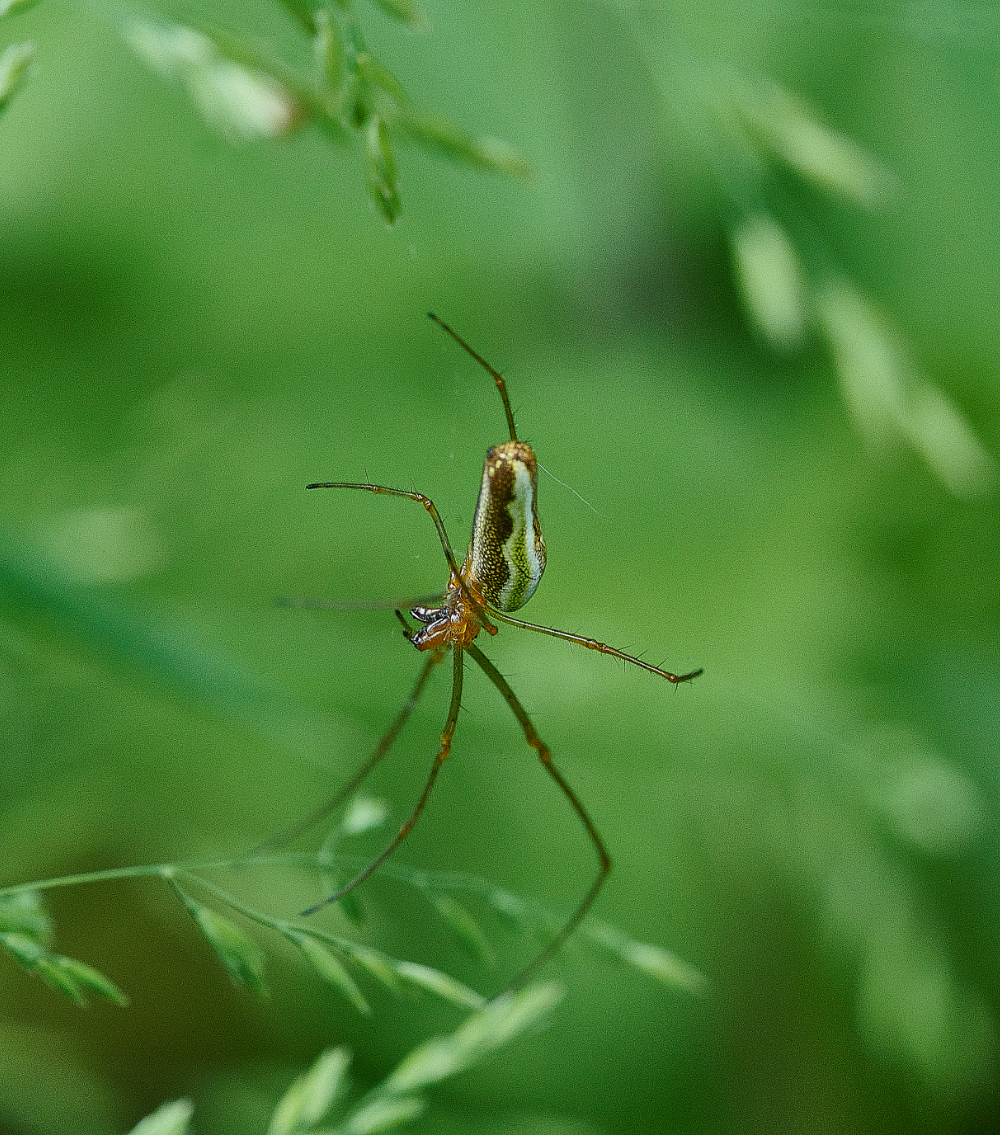 SmallburghFenSpider060621-2