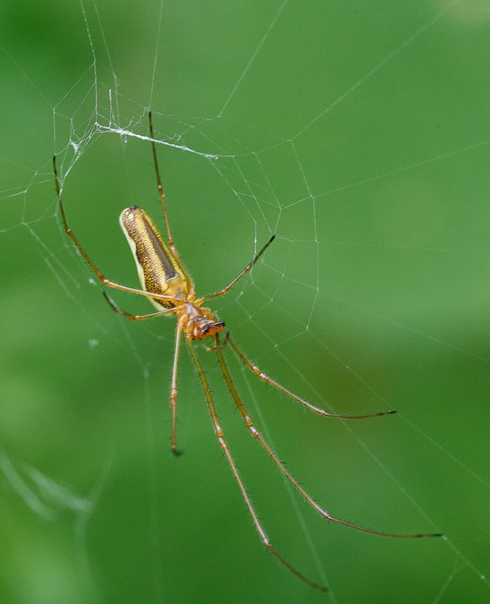 SmallburghFenSpider060621-3