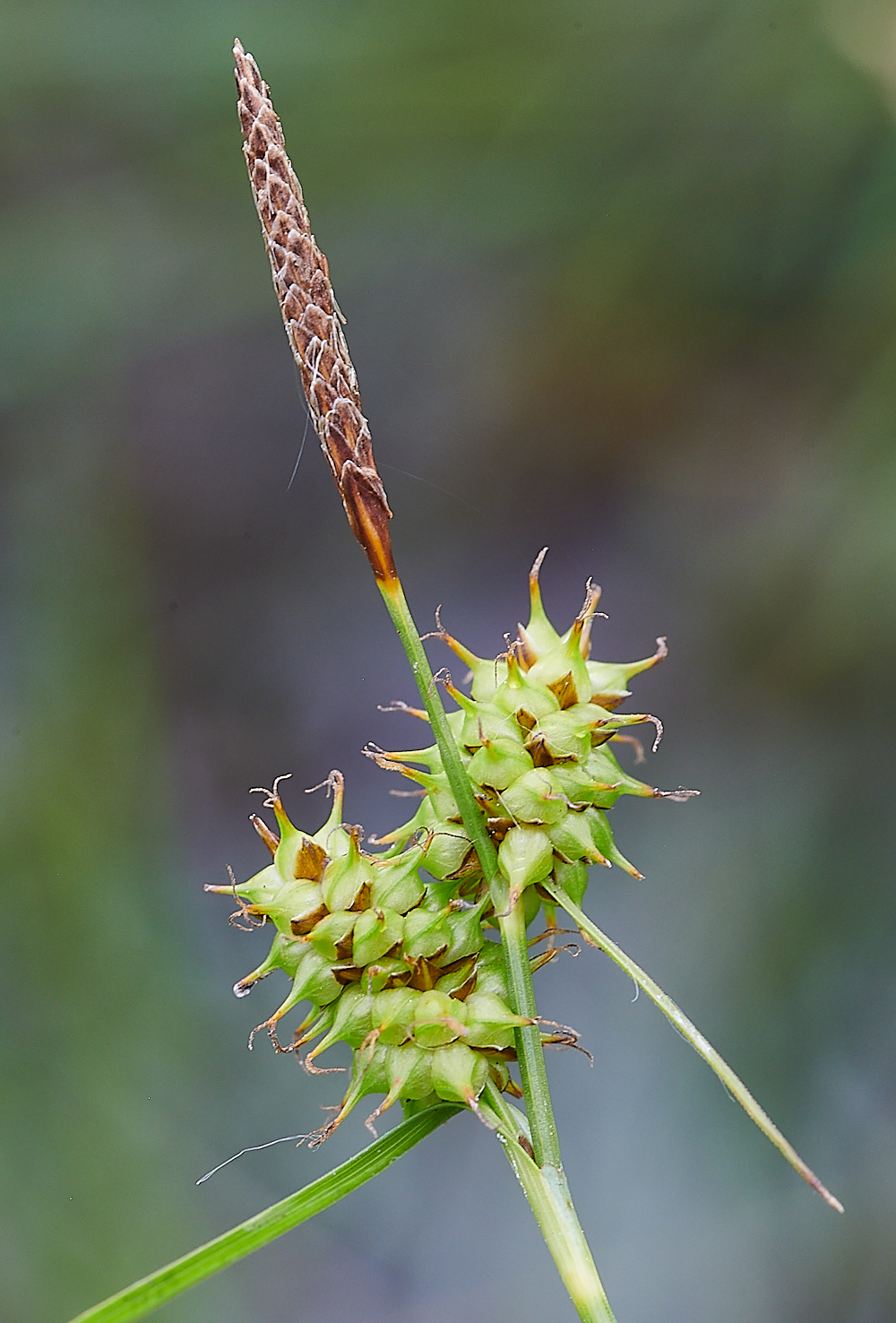 SmallburghFenYellowSedge2060621-1