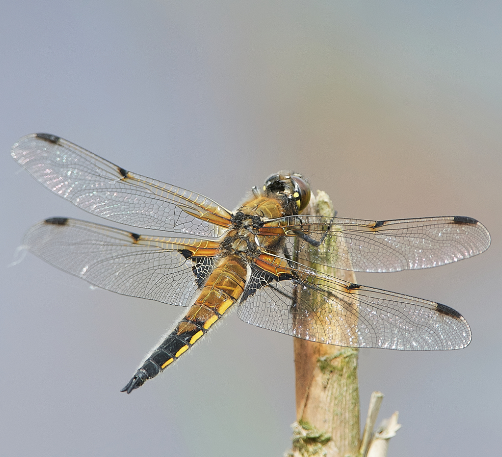 SmallburghFourSpottedChaser060621-1