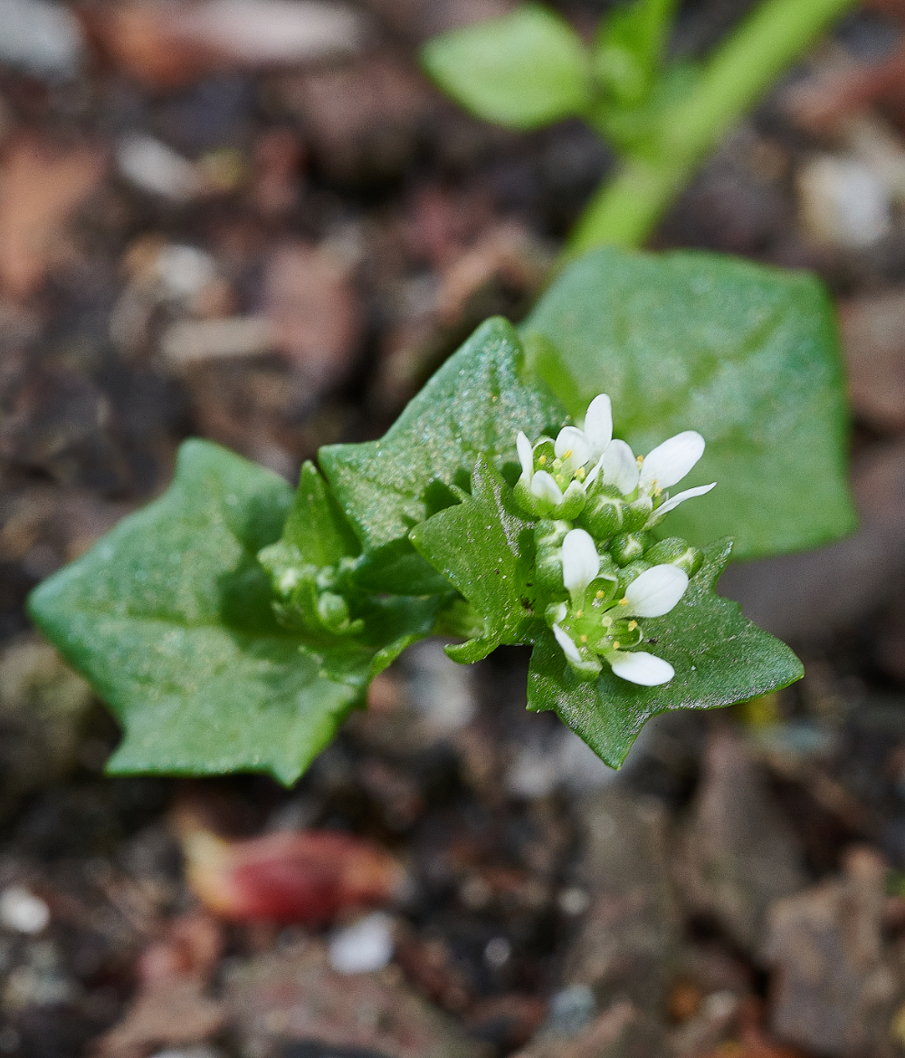 TheKing&#39;sForestPlant120521-1