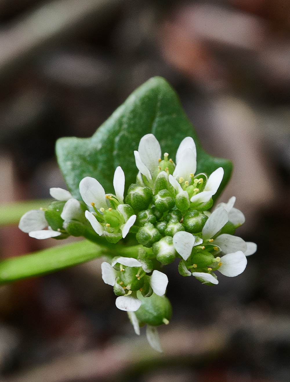 TheKing&#39;sForestPlant120521-2