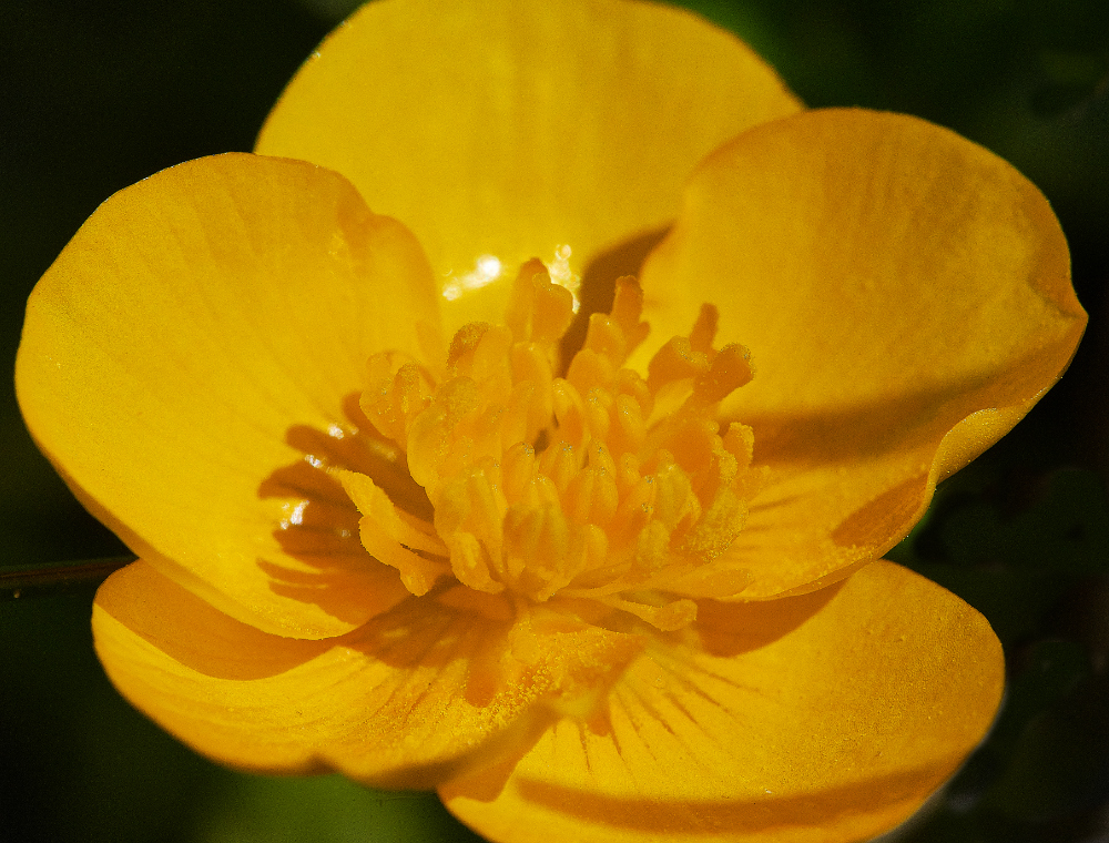 WeybourneButtercup090521-1