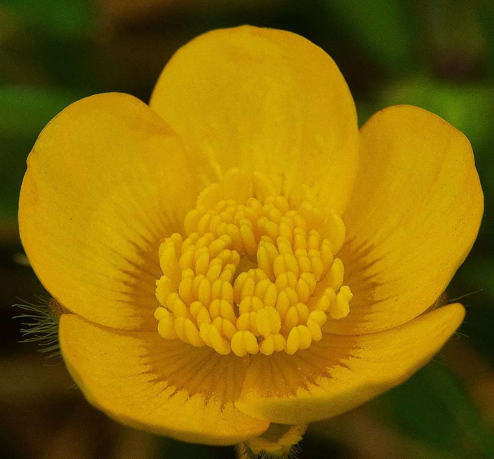 WeybourneButtercup090521-2