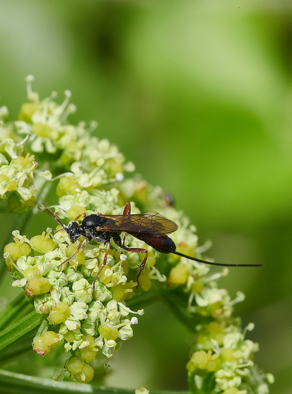 WeybourneIchneumon090521-2