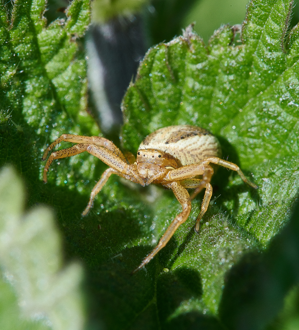 WhitlinghamCrabSpiderSp290521-2