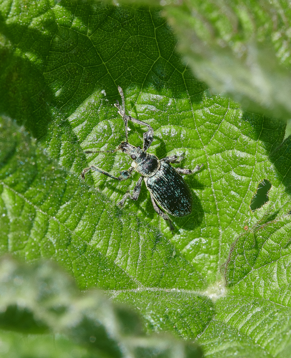 WhitlinghamGrenWeevil290521-1