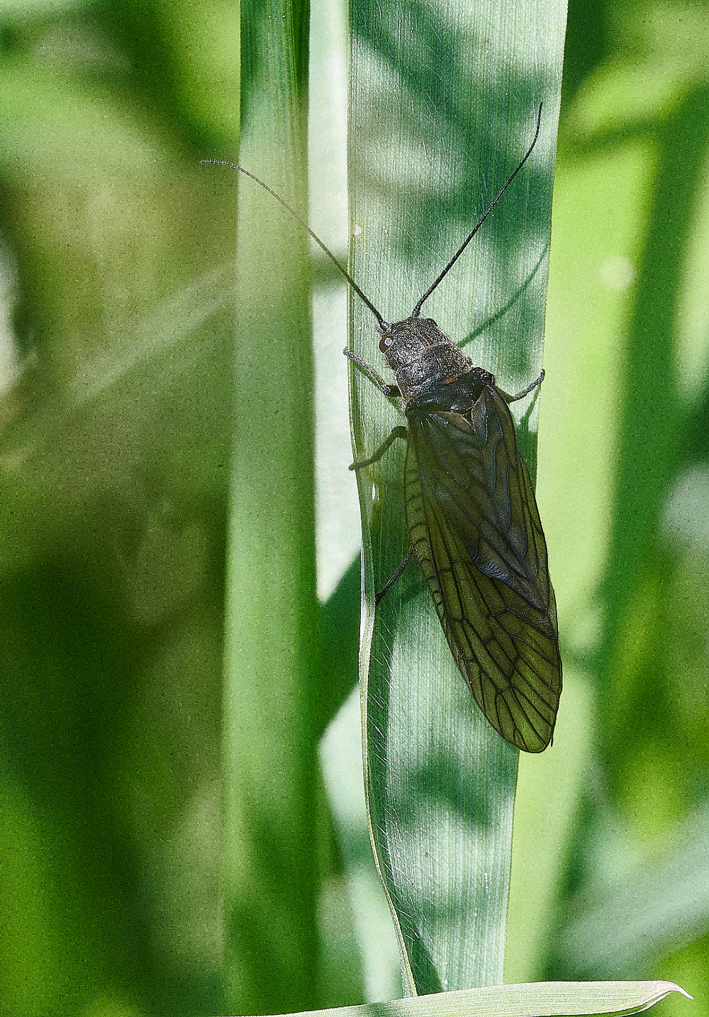 WhitlinghamMarshAlderFly290521-1