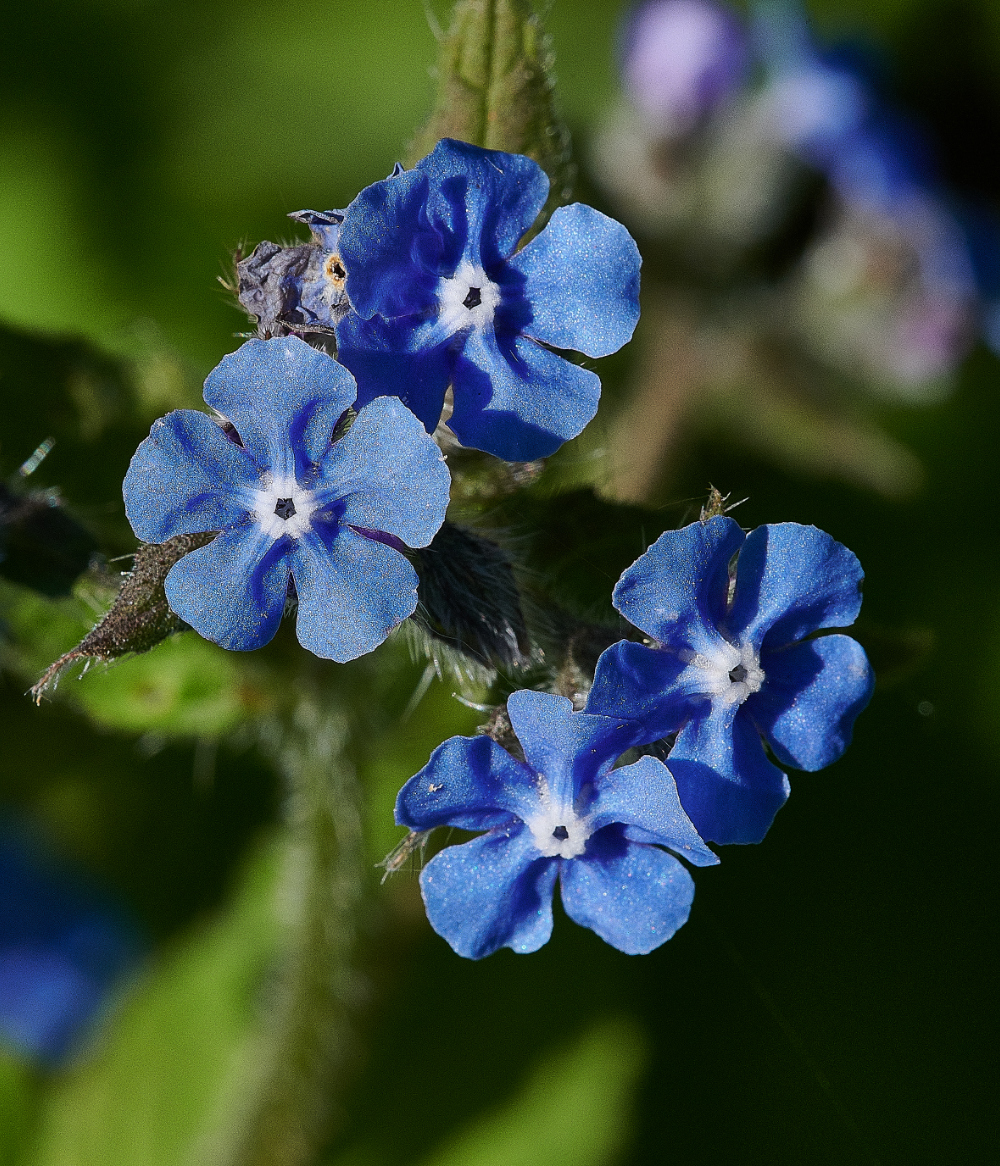 WhitlinghamMarshAlkanet290521-1