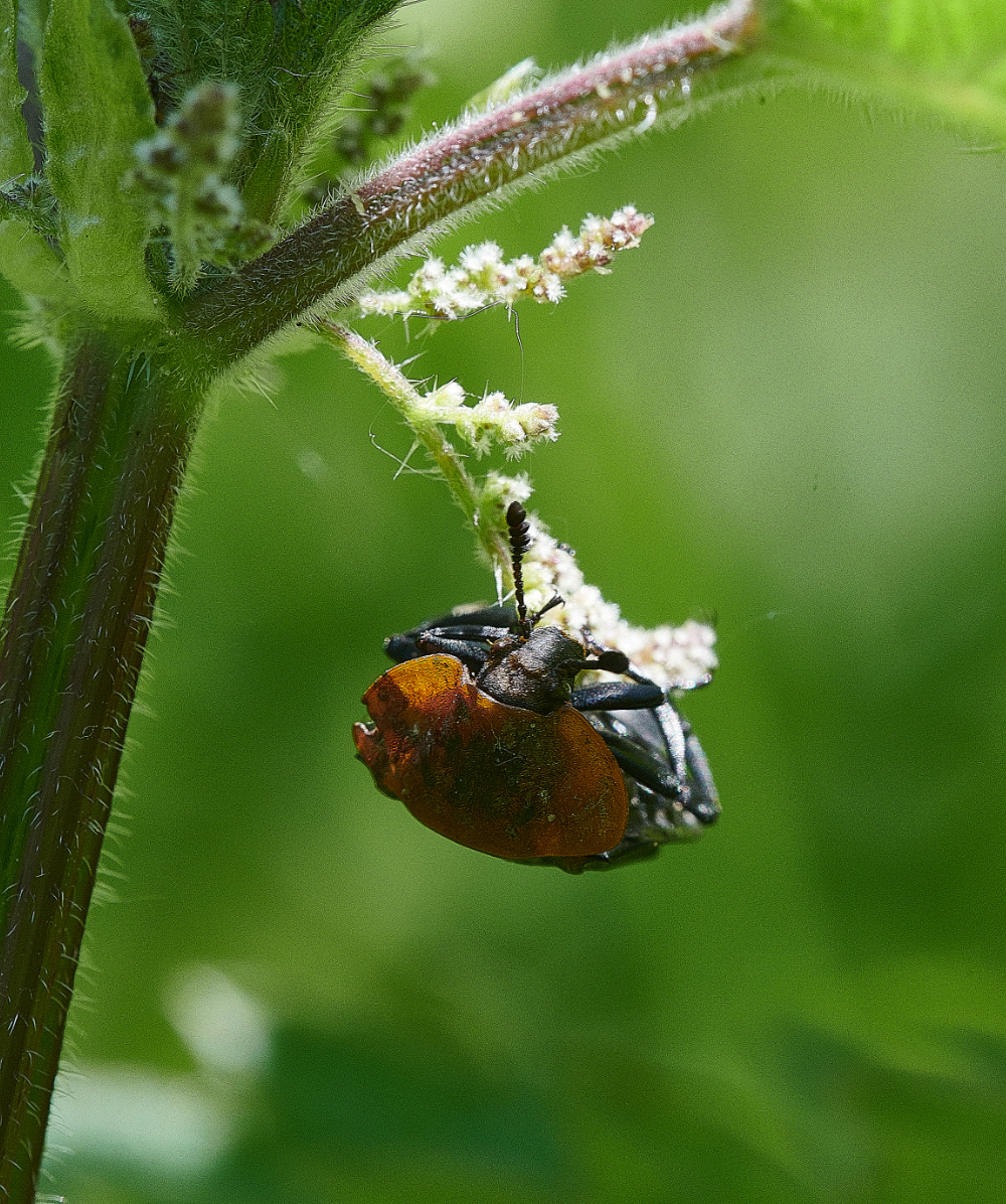 WhitlinghamMarshBugBeetle290521-1