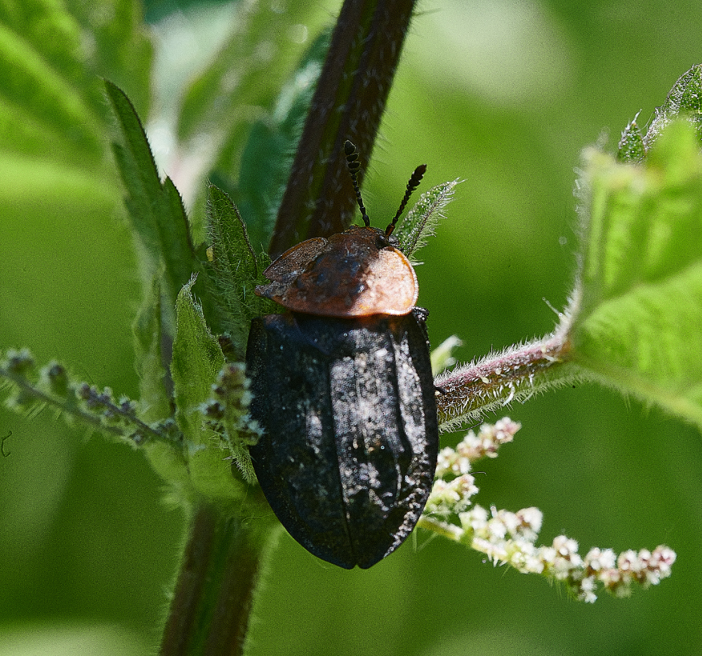 WhitlinghamMarshBugBeetle290521-2