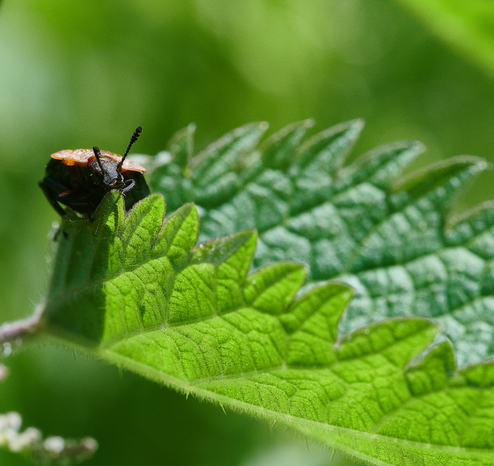 WhitlinghamMarshBugBeetle290521-3