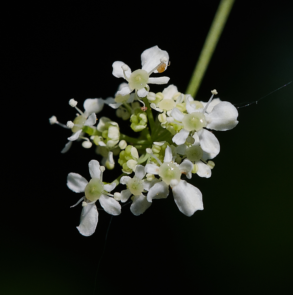 WhitlinghamMarshCowParsley290521-1