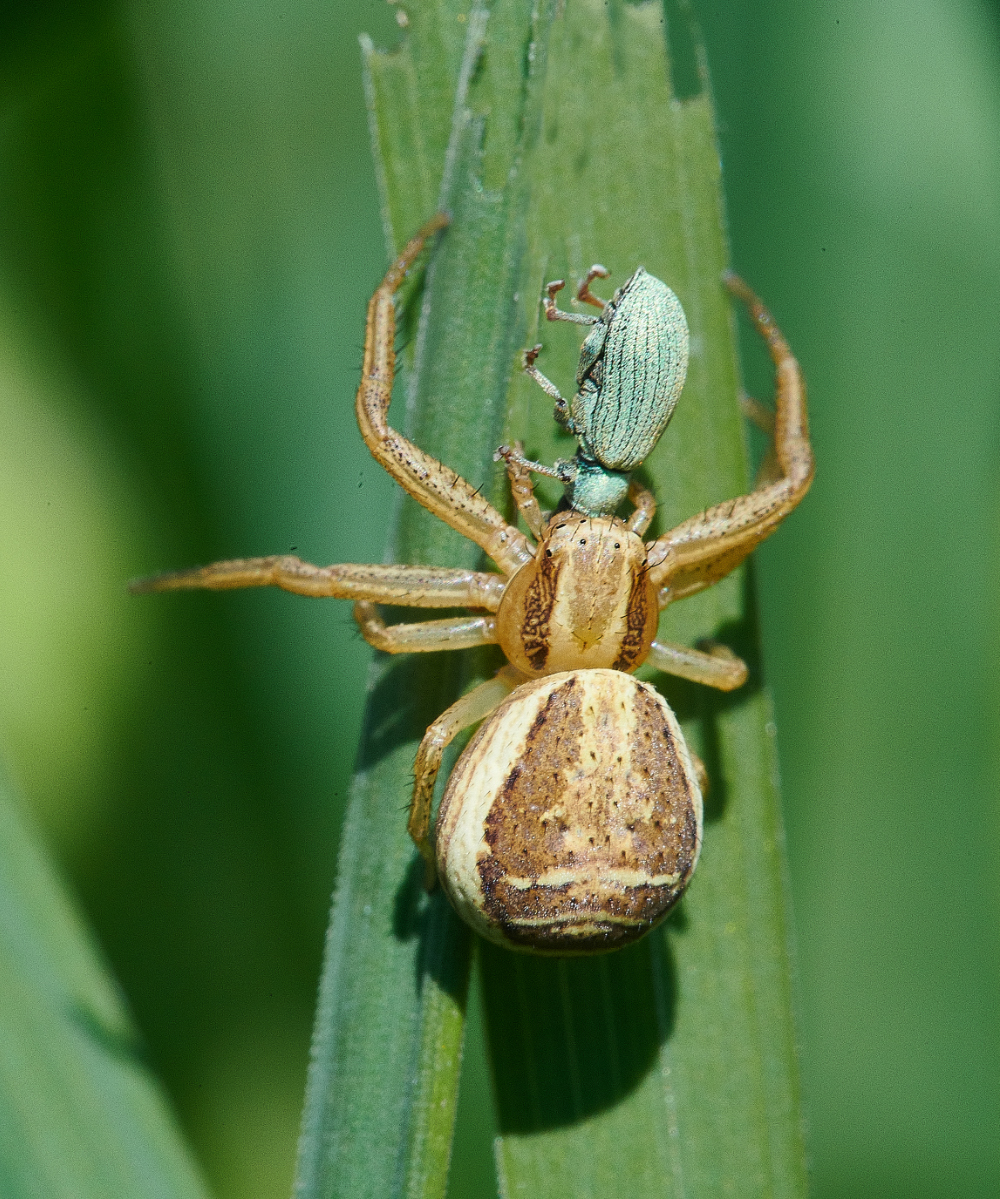 WhitlinghamMarshCrabSpider290521-4