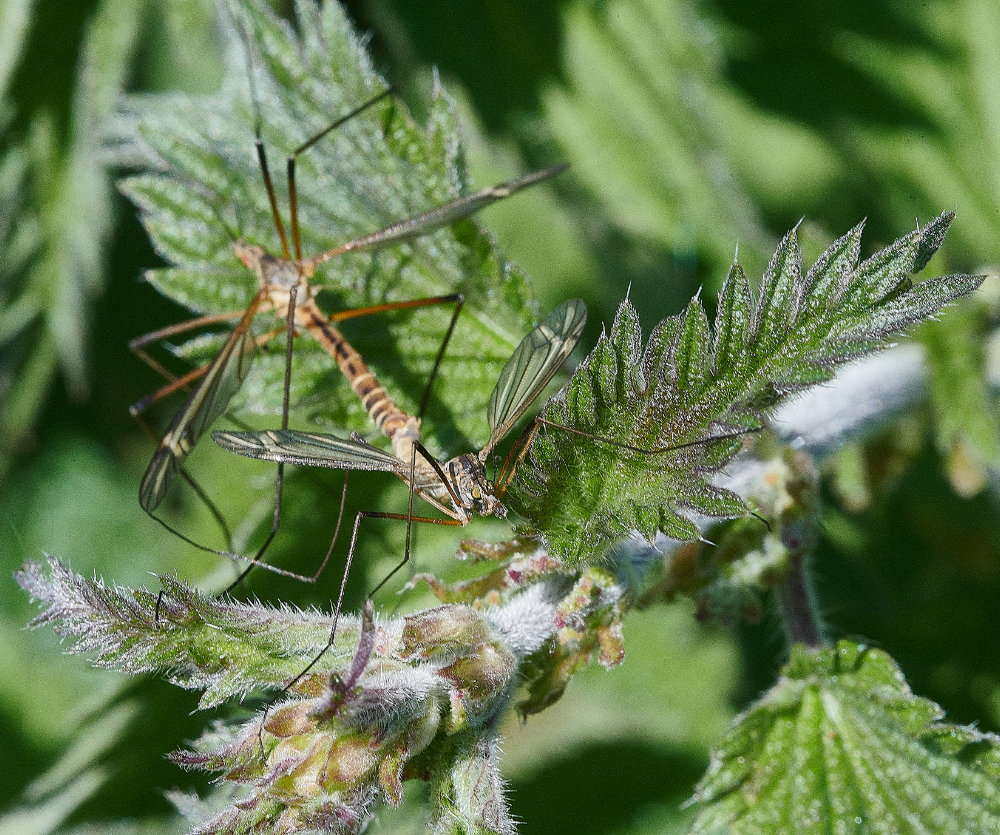 WhitlinghamMarshCraneFly290521-1