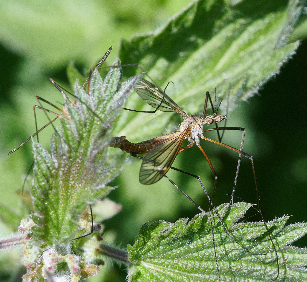 WhitlinghamMarshCraneFly290521-2