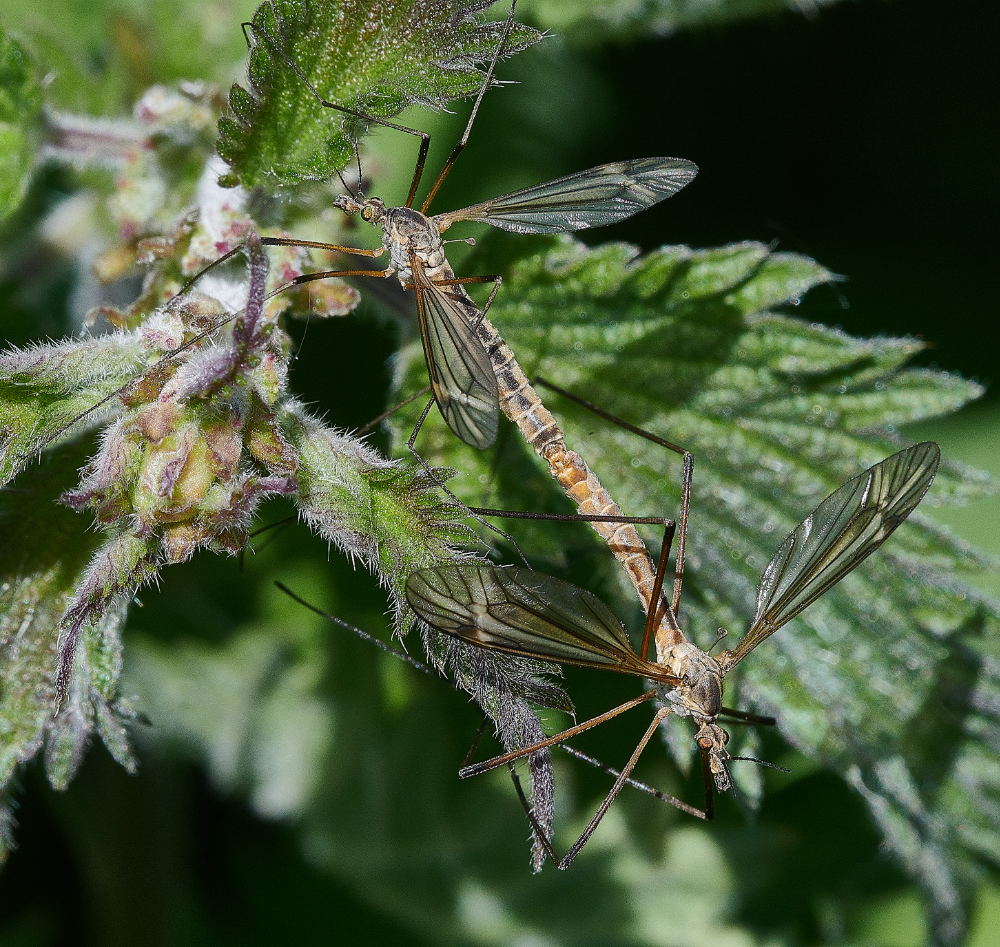 WhitlinghamMarshCraneFly290521-3