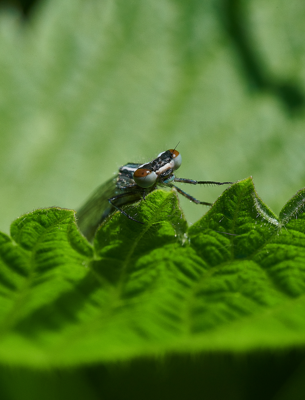 WhitlinghamMarshDamsel290521-1