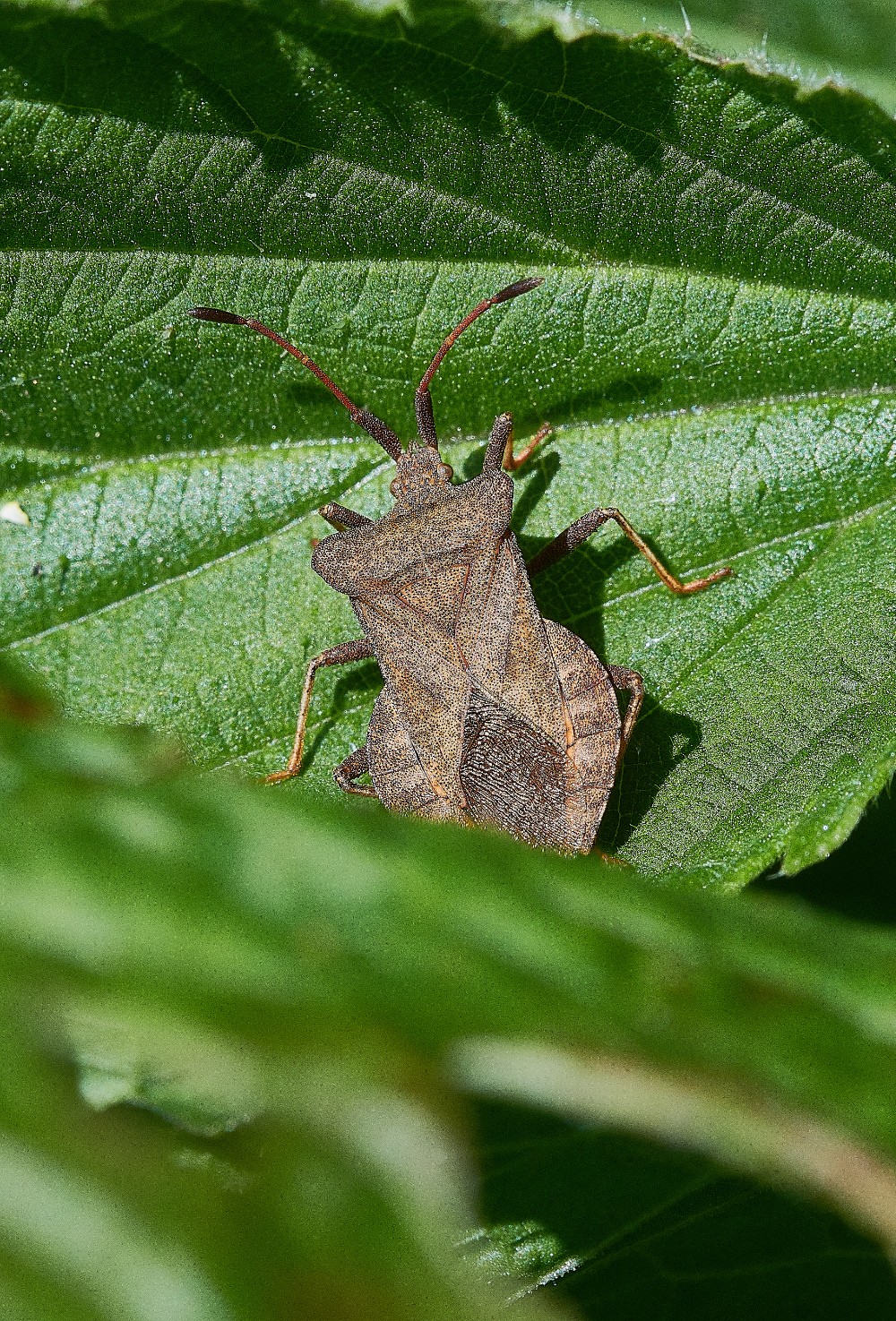 WhitlinghamMarshDockBug290521-1