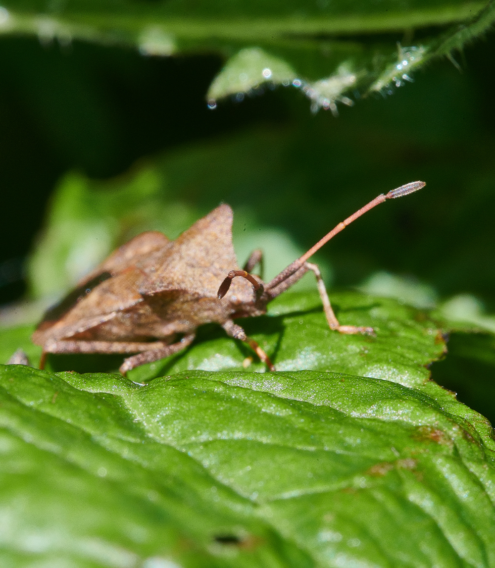 WhitlinghamMarshDockBug290521-2