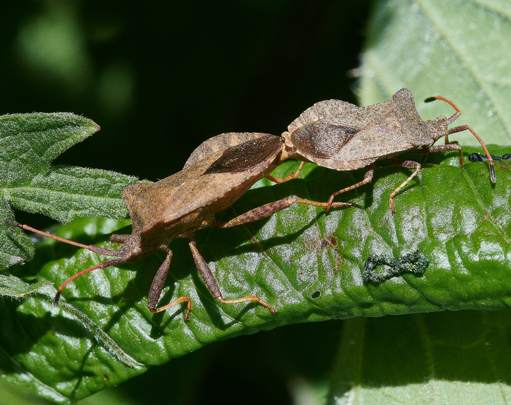 WhitlinghamMarshDockBug290521-3