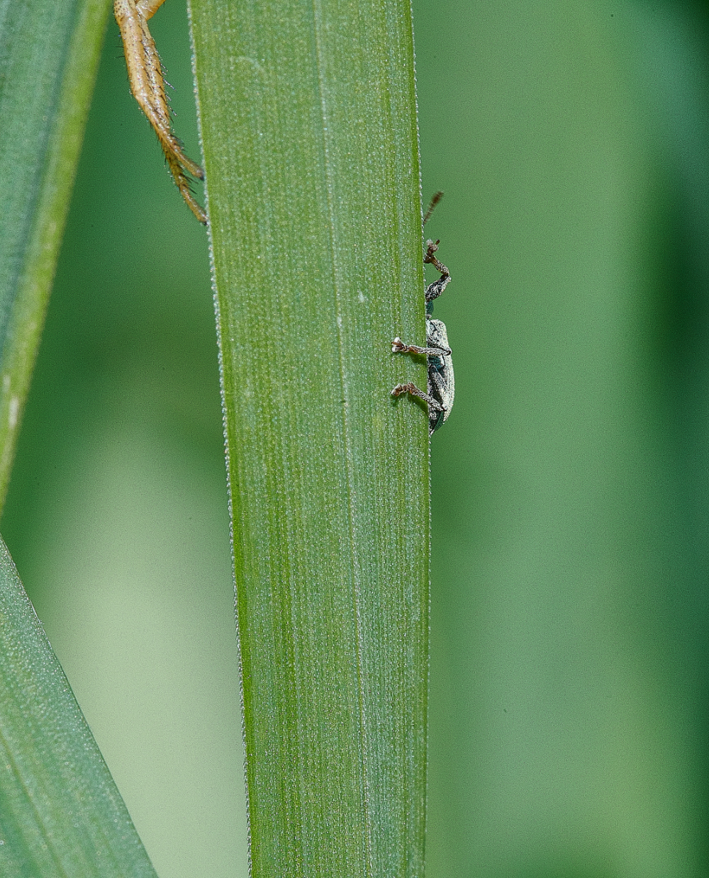 WhitlinghamMarshGreenBeele290521-2