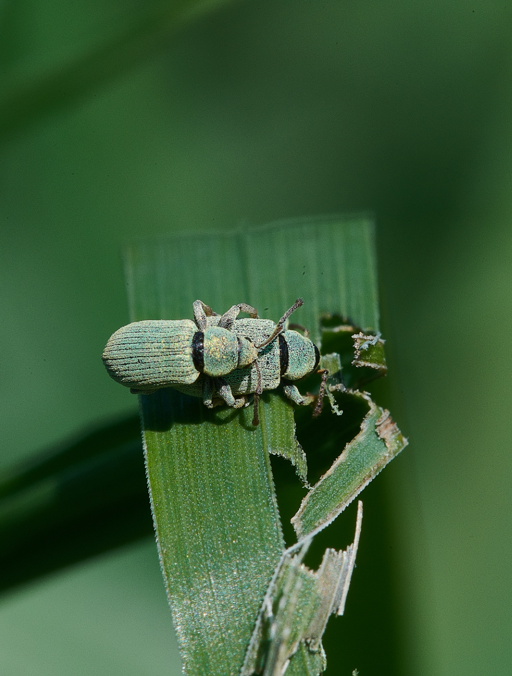 WhitlinghamMarshGreenBeetle290521-1