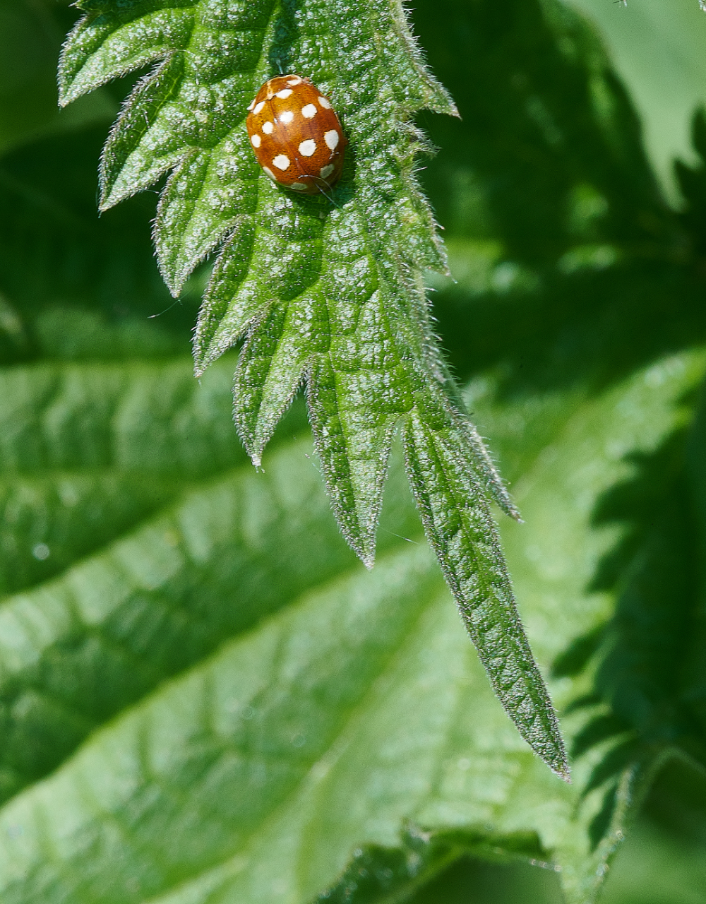 WhitlinghamMarshLadybird2290521-1