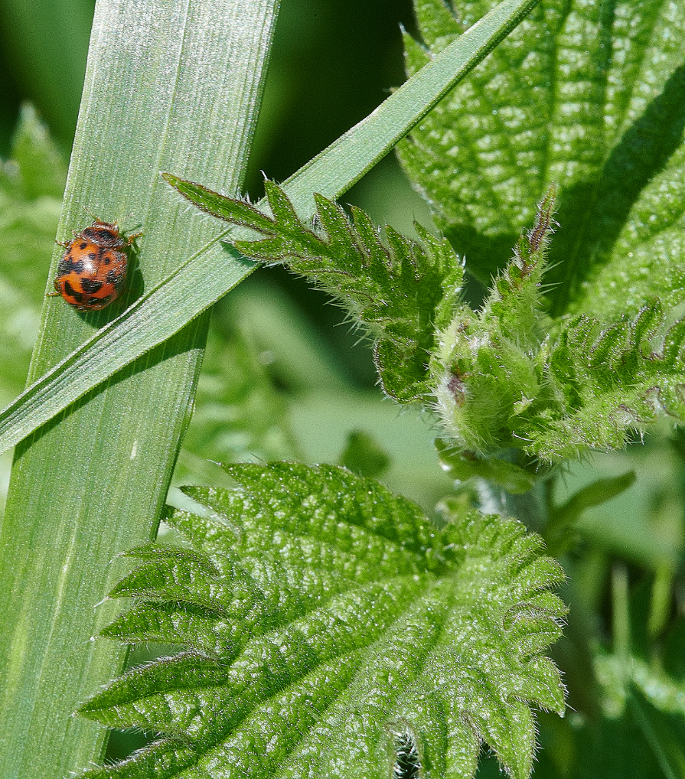 WhitlinghamMarshLadyBird290521