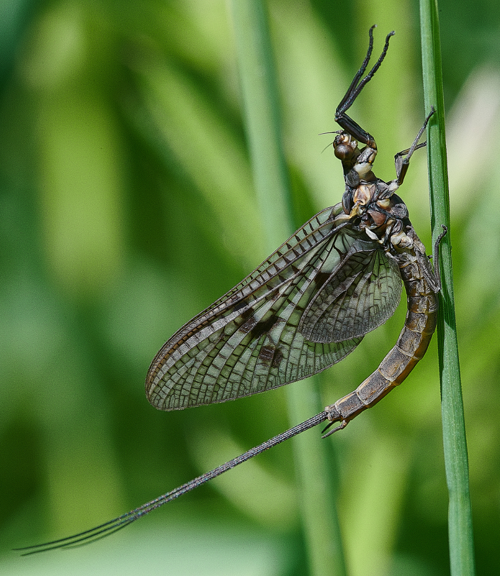 WhitlinghamMarshMayflyFly290521-1