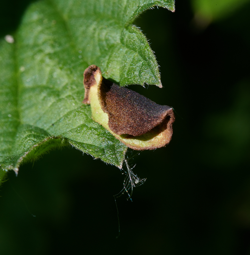 WhitlinghamMarshNetleCurl290521-1