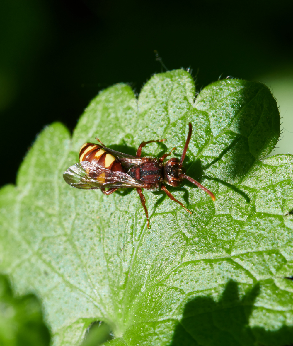 WhitlinghamMarshNomada290521-1