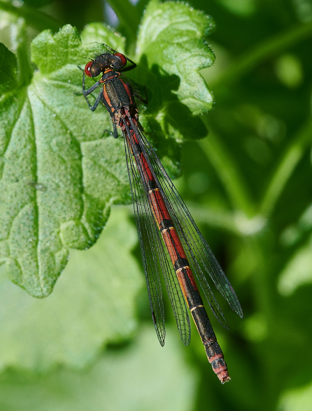 WhitlinghamMarshRedDamsel290521-2