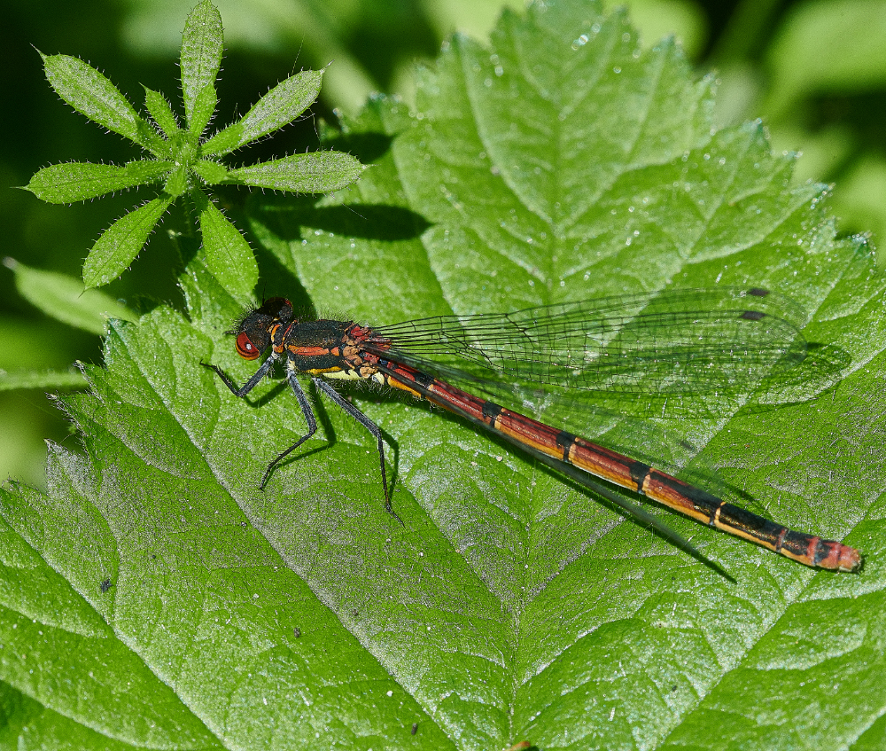 WhitlinghamMarshRedDamsel290521-3