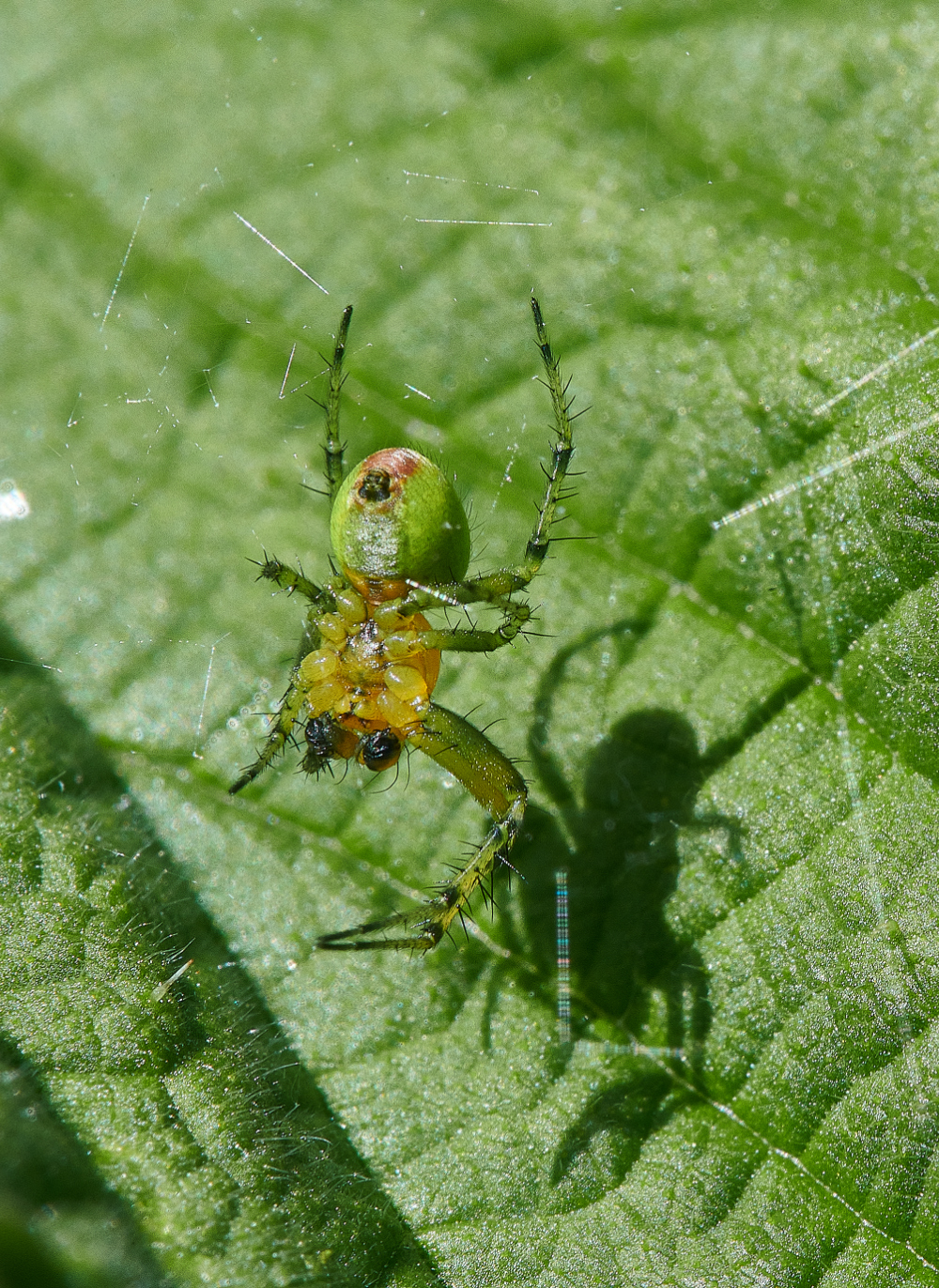 WhitlinghamMarshSpiderSp290521-1