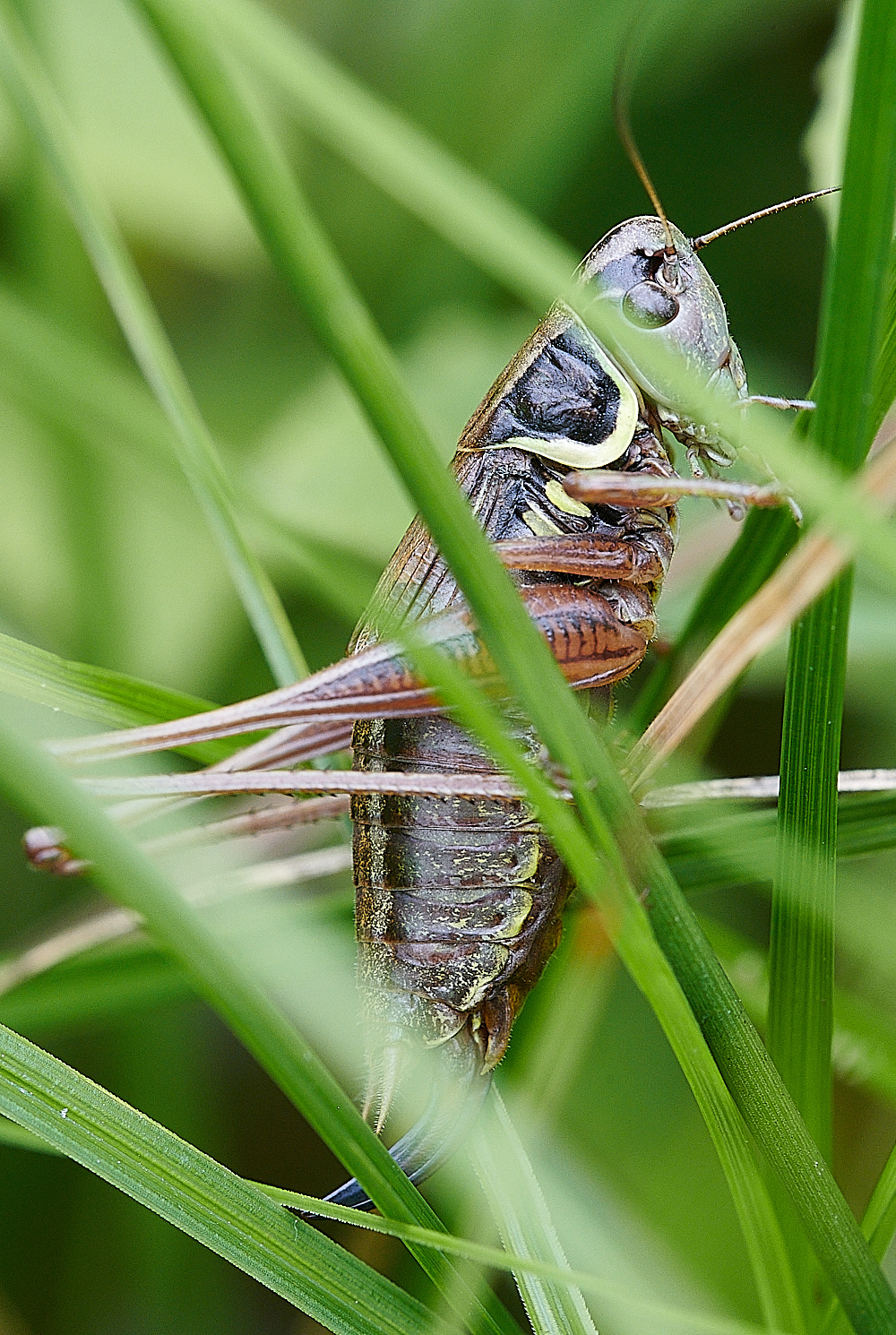 BeestonCommonRBushcricket240821-1