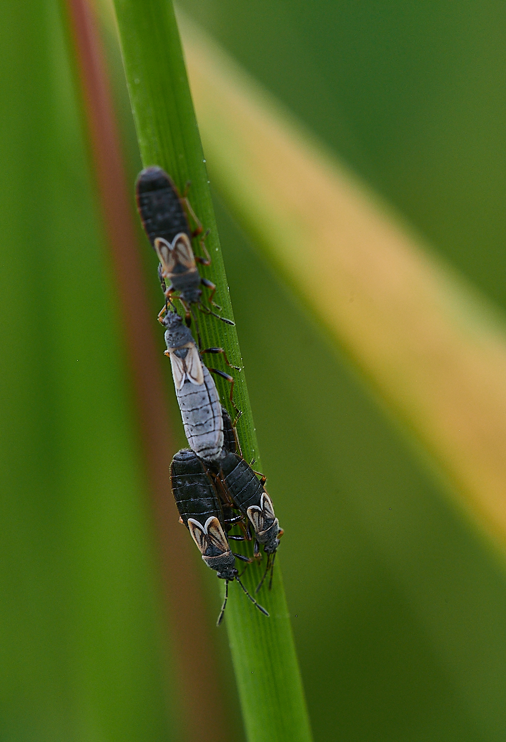 CatfieldFen?030721-2